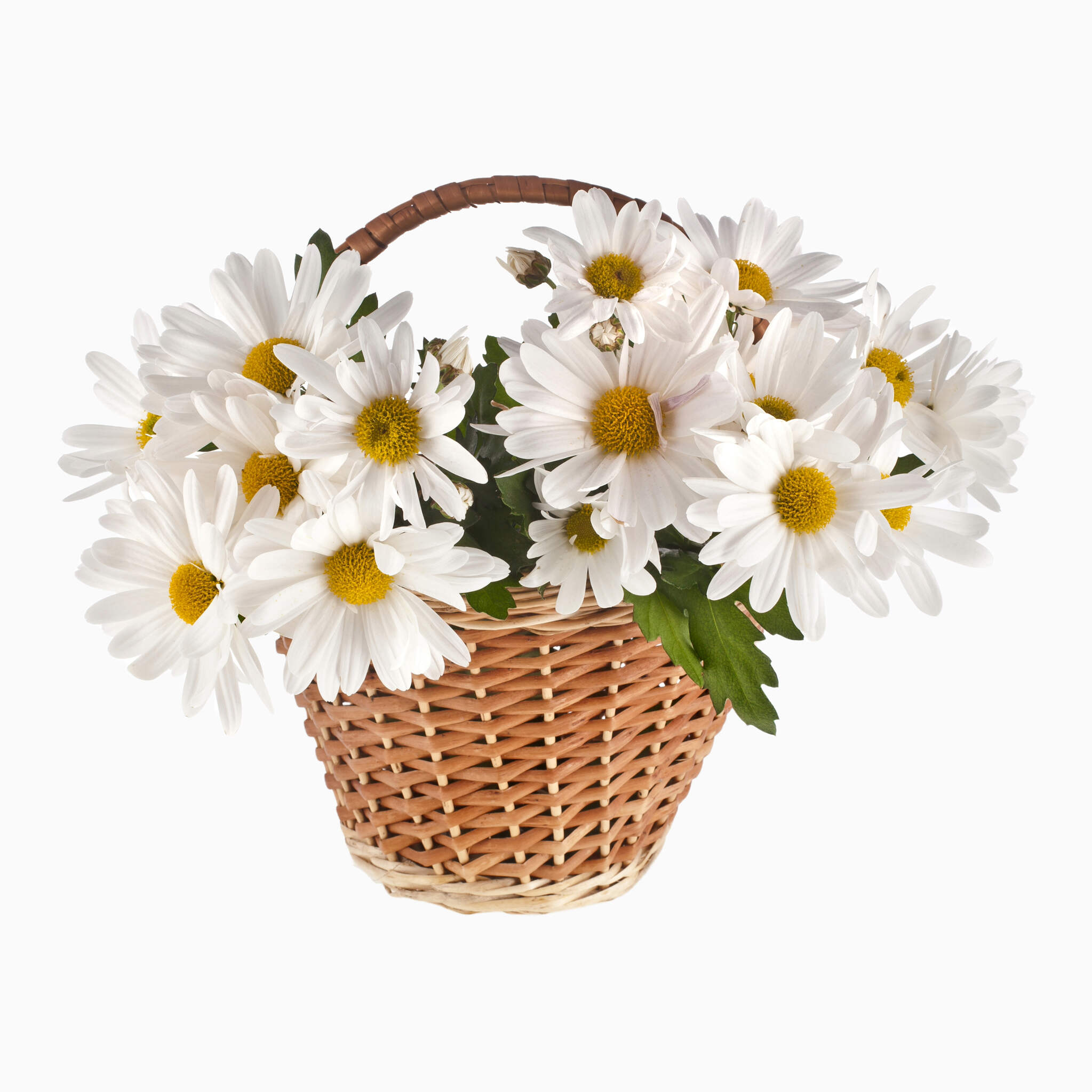 Cesta De Margaritas Blancas